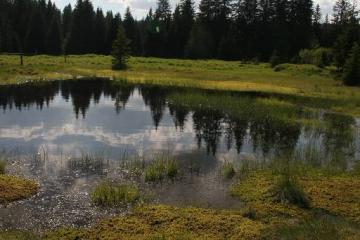 Peat bogs