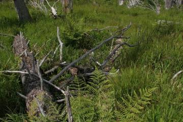 Mountain spruce forest